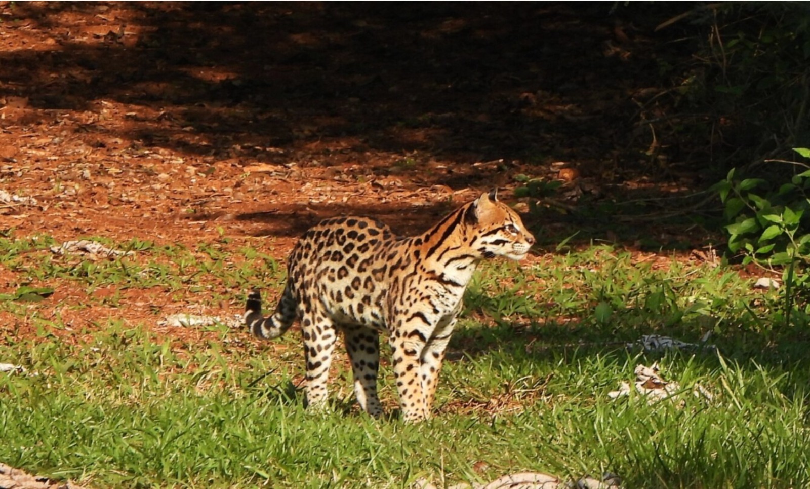 Un ocelote aparece inusualmente en áreas protegidas de Itaipú